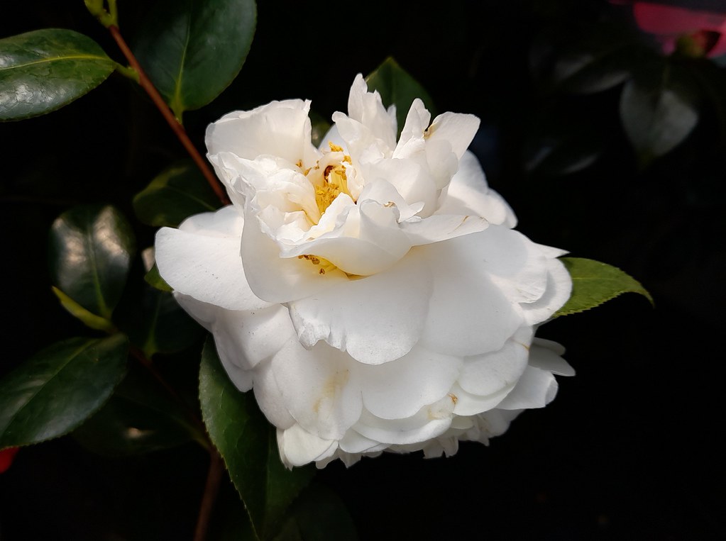 Camellia ETR Carlyon At Cowells garden centre Ann Chapman Flickr