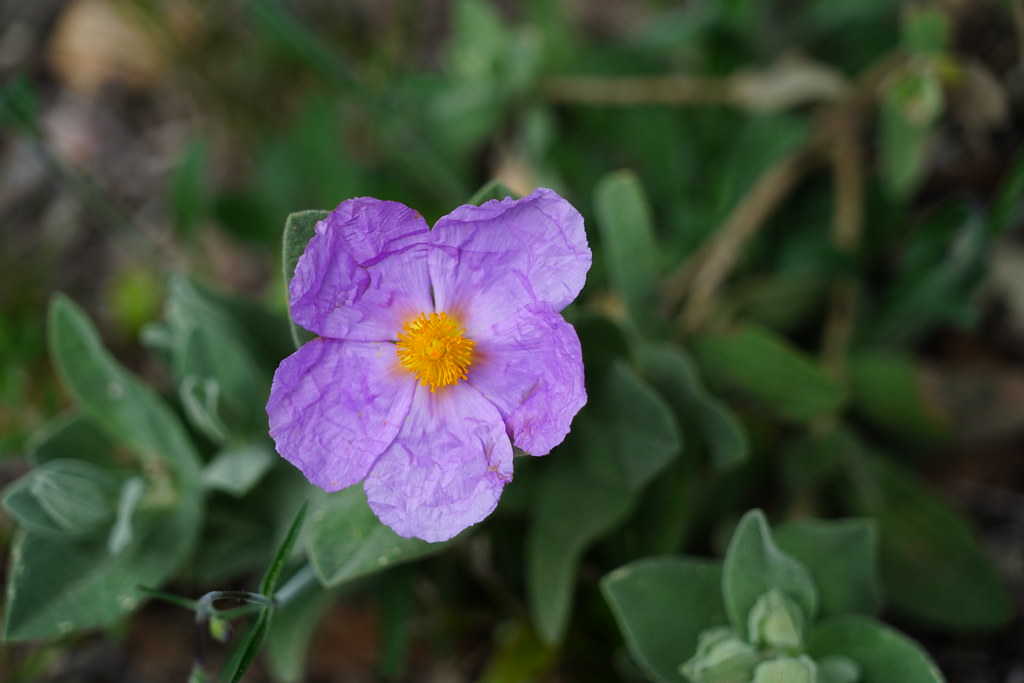 DSC02578 JeanYves Flickr