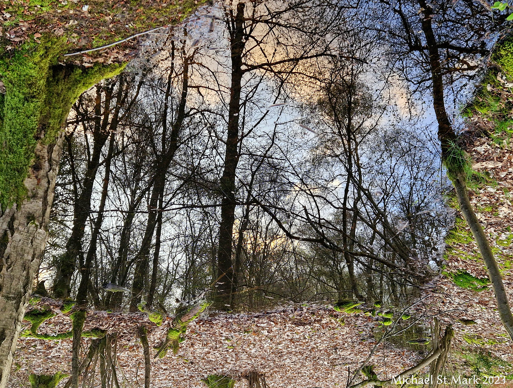 Forest clearing Ancient oak woodland, S. Mimms Hertfordshi… Flickr