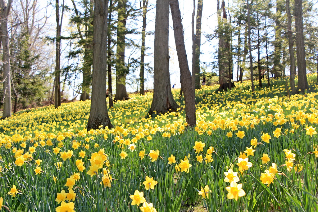 Daffodil Hill at Lakeview Cemetery In Cleveland Ohio. Flickr