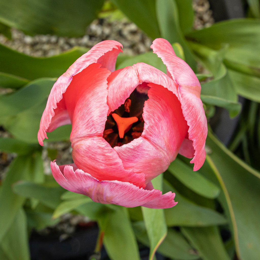 Tulip3929.jpg In my Hampshire garden. Stephen Govan Flickr