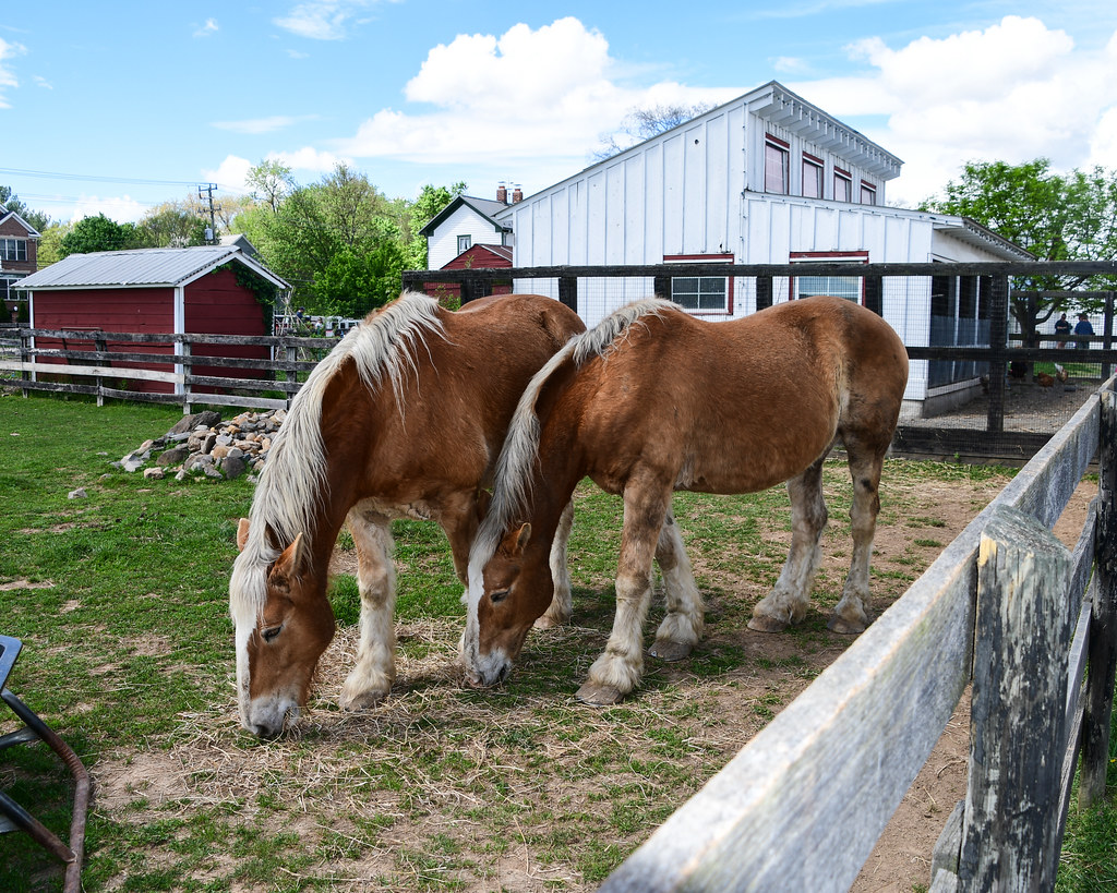 Clydesdales Frying Pan Park Horse Expo 2023 Sheryl Pollock Flickr