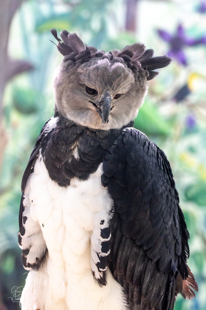 Harpy World Center for Birds of PreyBoise Gary Weddle DVM Flickr