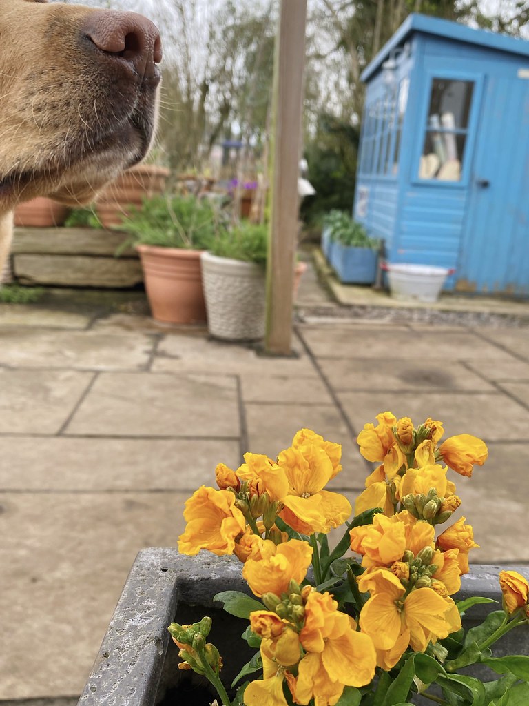 Wallflowers Lovely scented wallflowers and a Labrador no… Flickr
