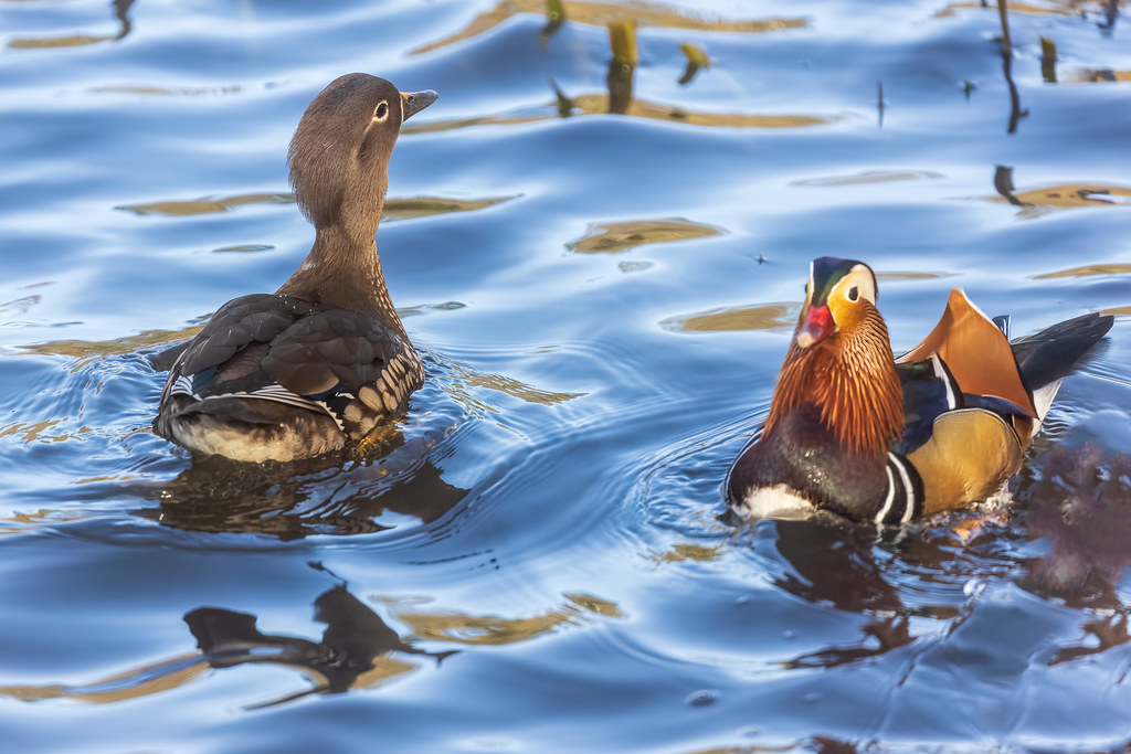 Mandarin Ducks Hart Flickr