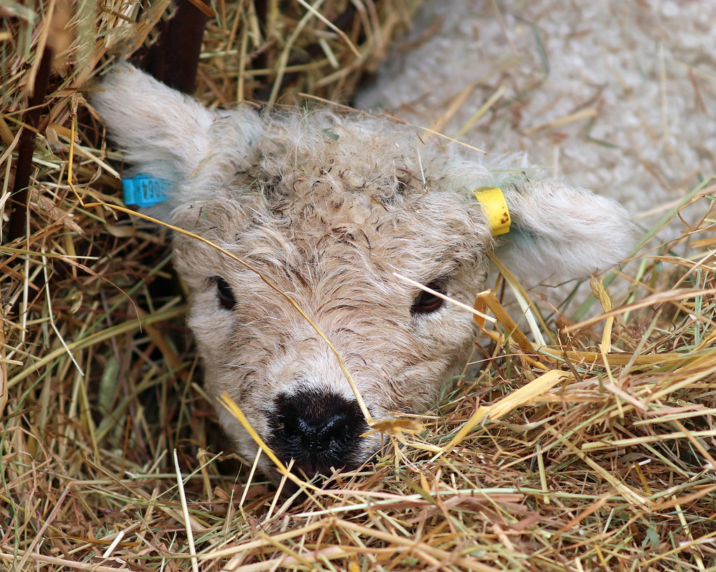 Lamb! One of the lambs at Baylham House Rare Breeds Farm! Flickr