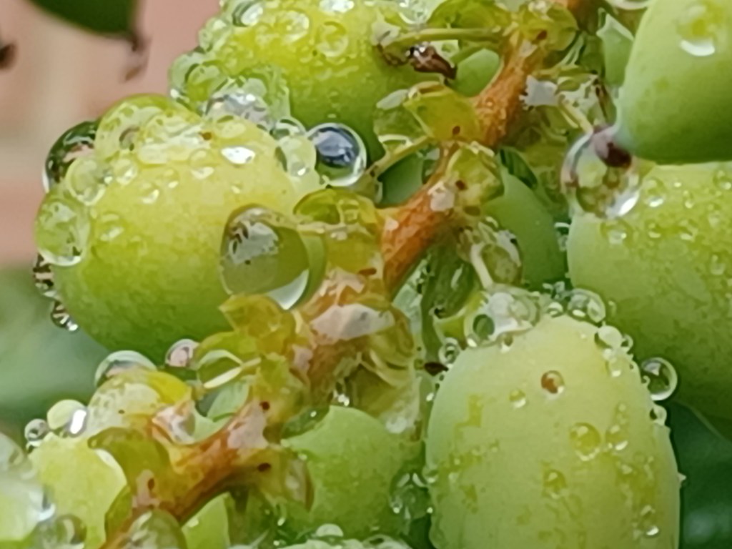 berrys in Katherine's garden Voirrey Flickr