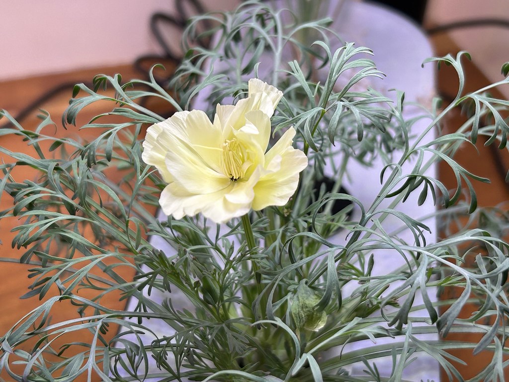 IMG_7285 Ginny Benson Flickr