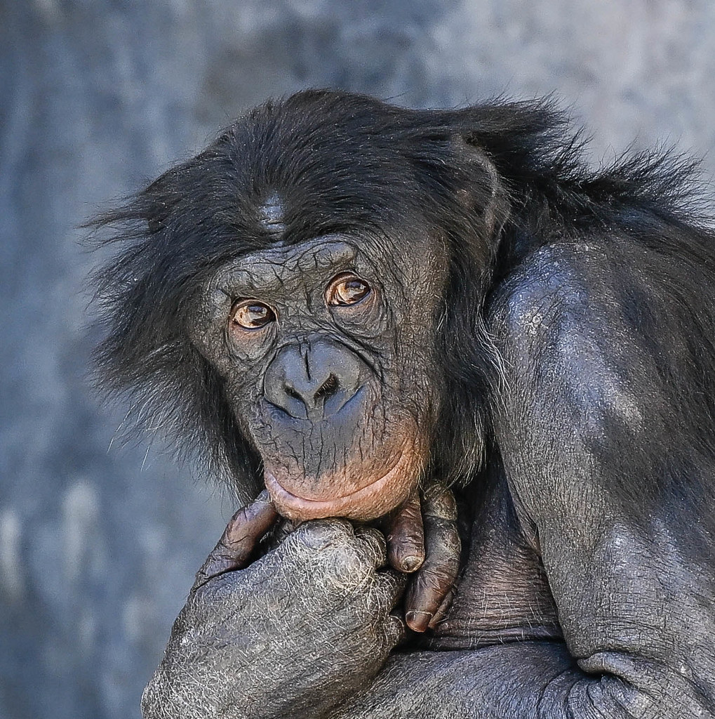 Bonobo World of Apes Fort Worth Zoo Joseph Deems Flickr