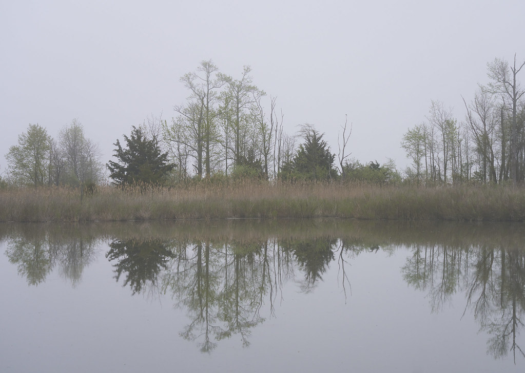 Pond in Fog Catherine Woodfield Flickr