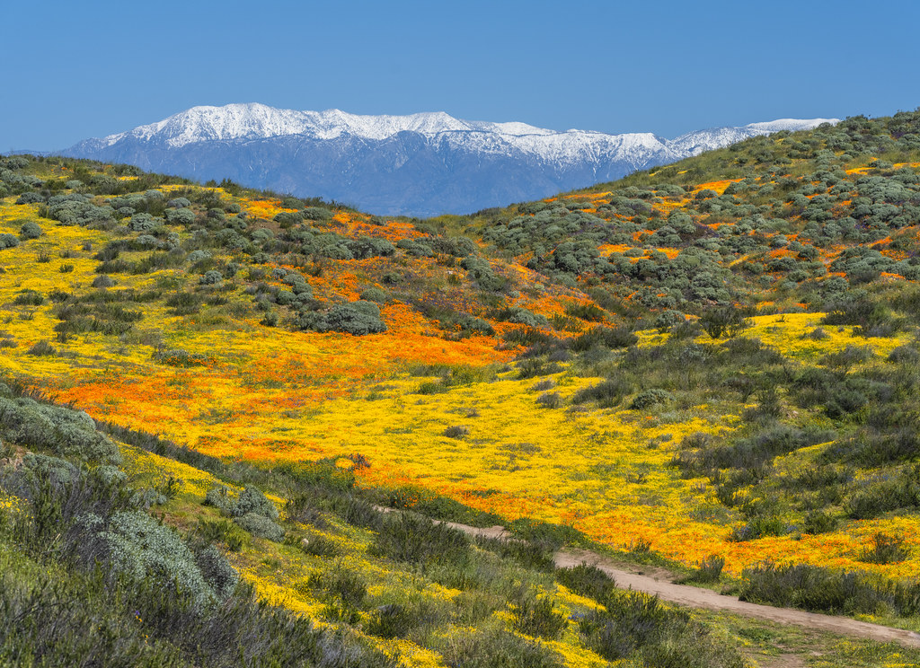 Diamond Valley Lake Marina Wildflower Trail Red Orange Poppy Flowers
