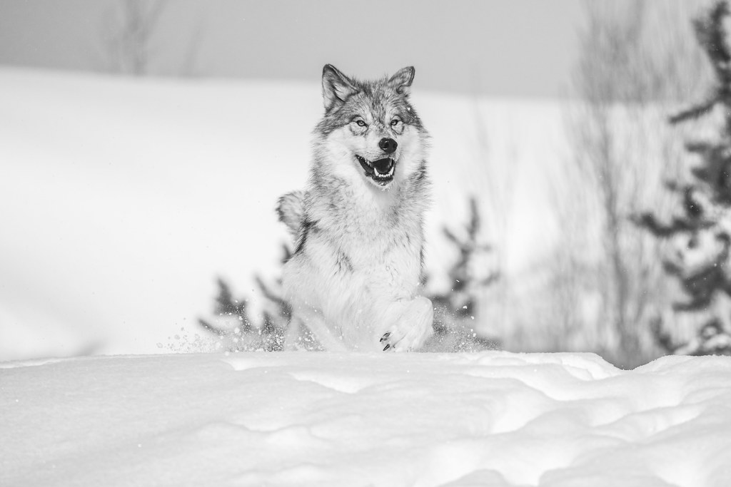 Lone Wolf Running! Beautiful Gray Wolves West Yellowstone … Flickr