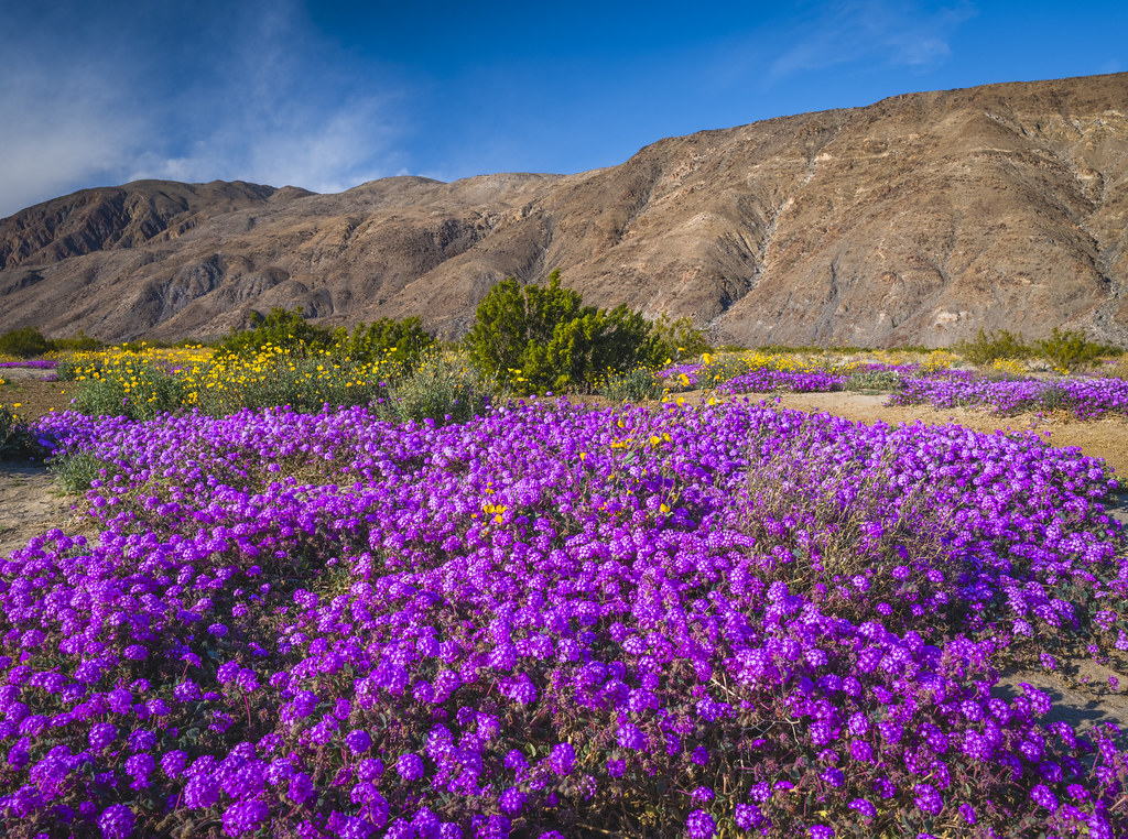 California Wildflower Superbloom Anza Borrego Desert Sand Verbena