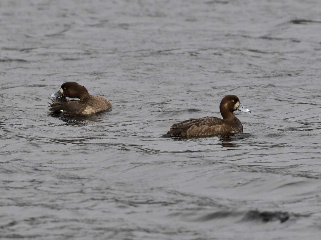 Greater Scaup Eel Pond, NH Jim Sparrell Flickr