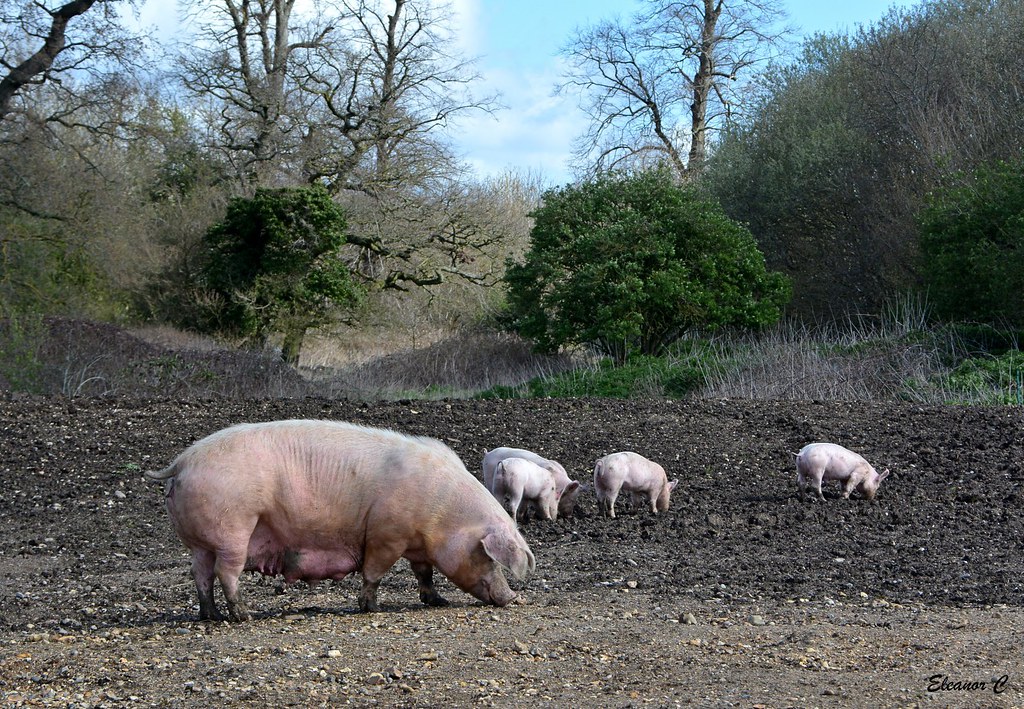 Pig Family Taken at Willows activity Farm St Albans. Have … Flickr