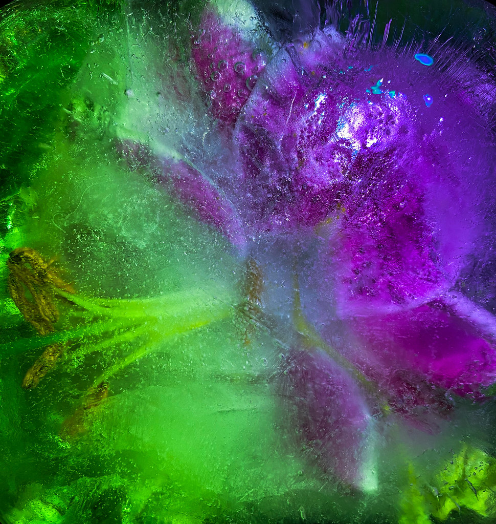 Frozen flowers developed Polly Bowring Flickr