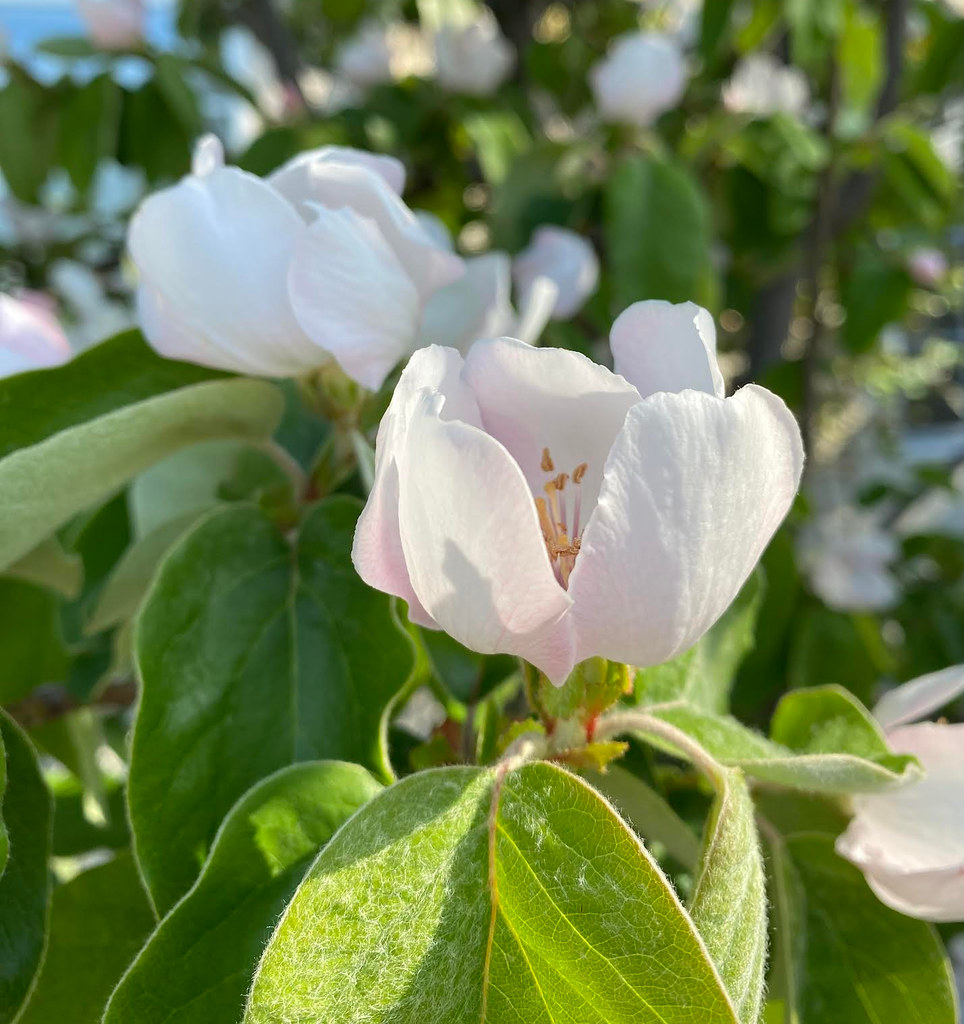 Fruiting quince in bloom. (In Explore) The fruit makes del… Flickr