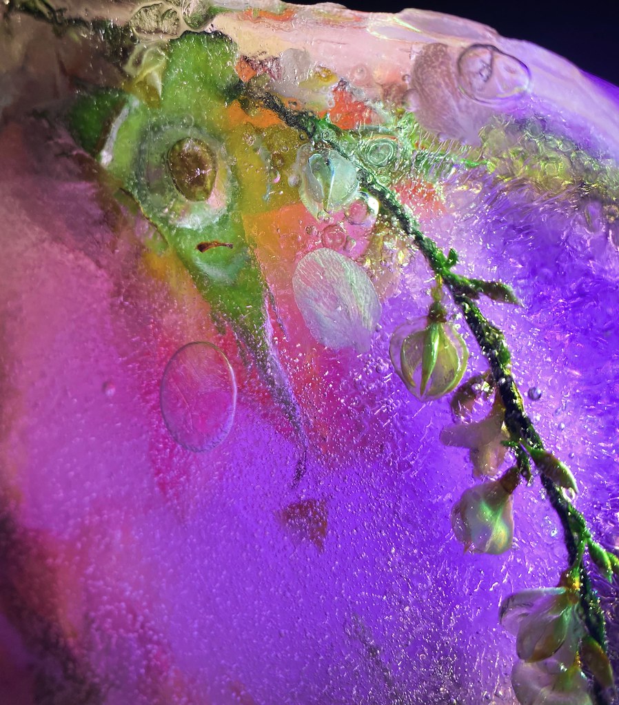 Frozen flowers developed Polly Bowring Flickr