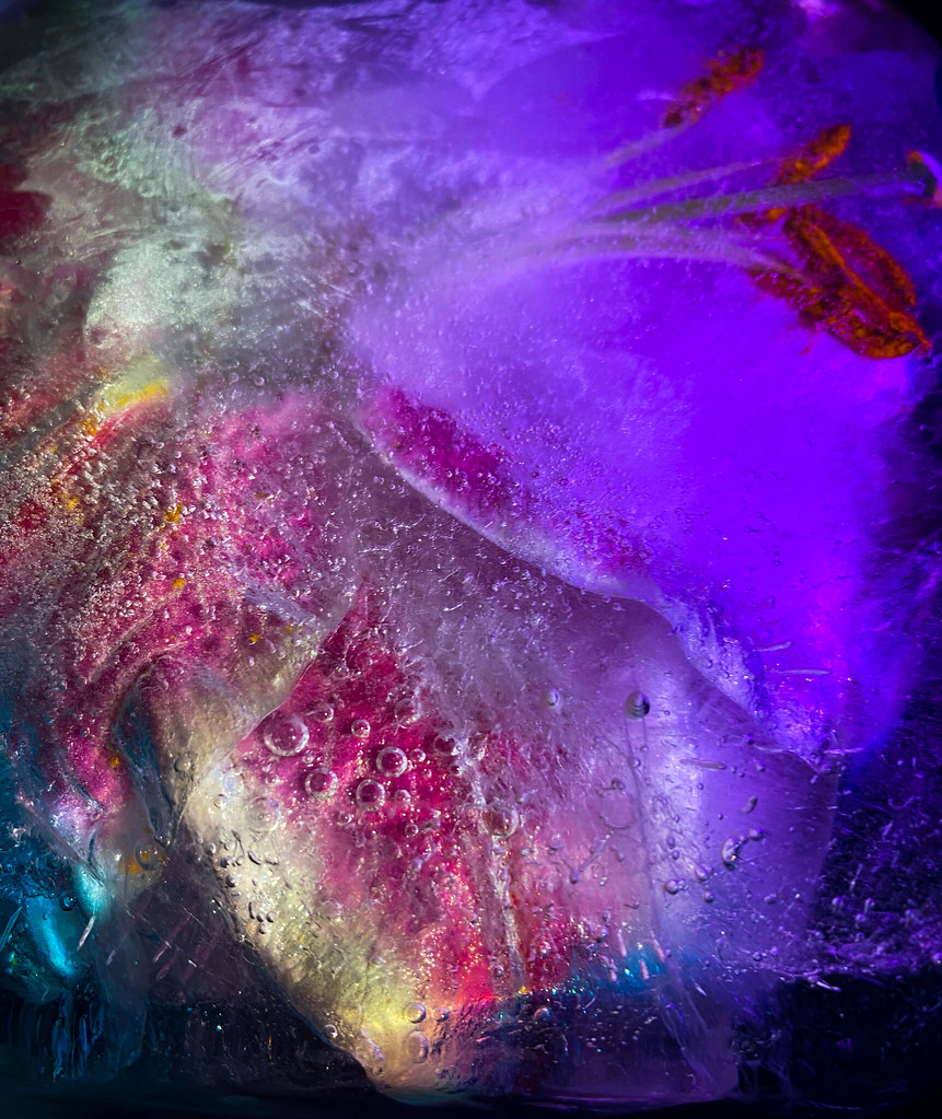 Frozen flowers developed Polly Bowring Flickr