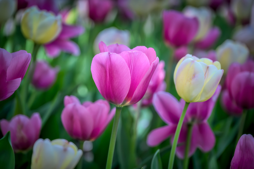 Tulips near 72nd Street on the West side of Central Park, … Flickr