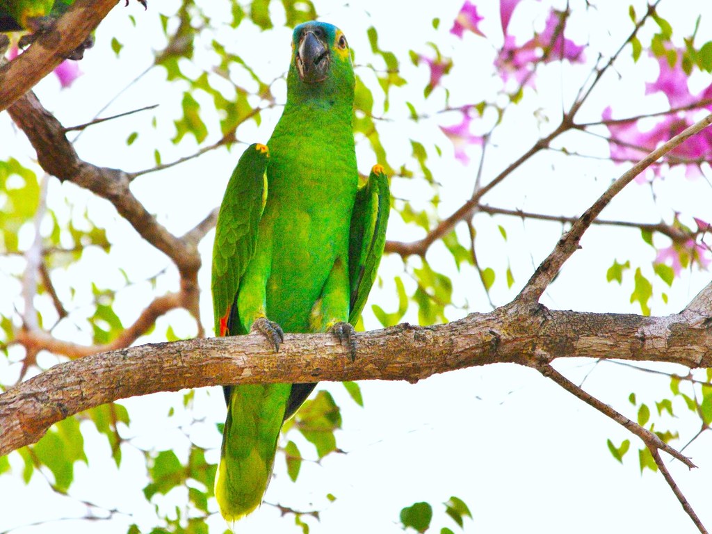 Turquoise fronted Amazon (Amazona aestiva) or Bluefronted… Flickr