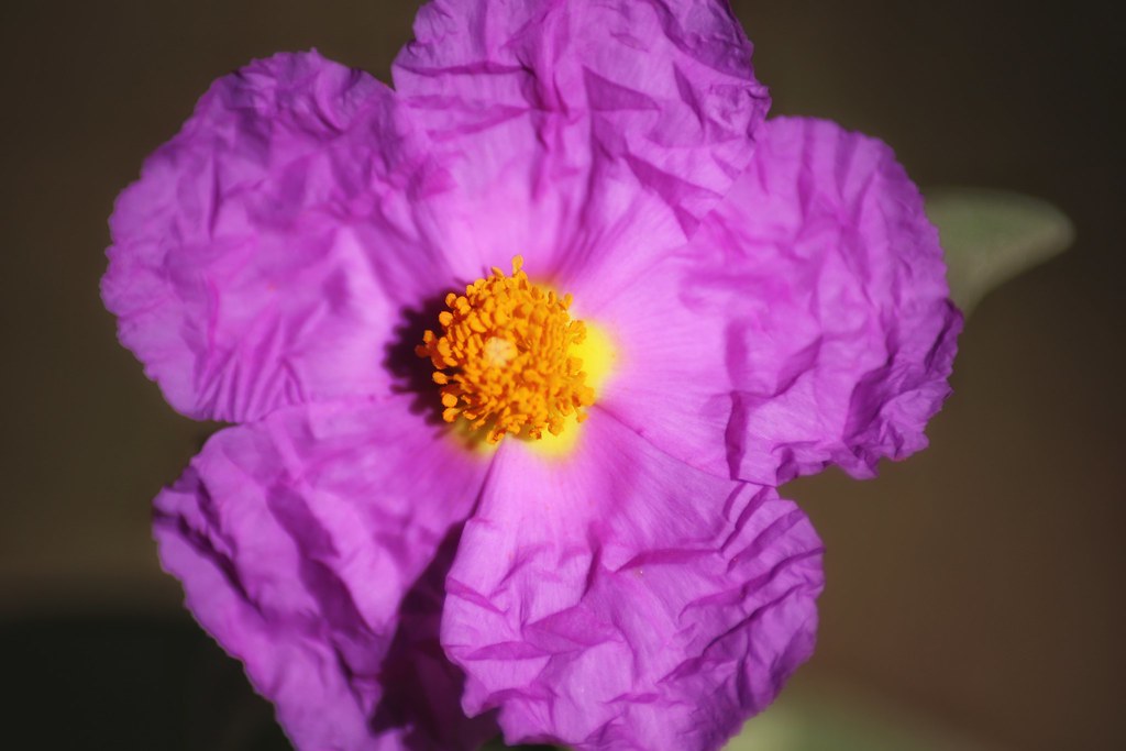 Naturaleza salvaje Blanca Carmona Flickr