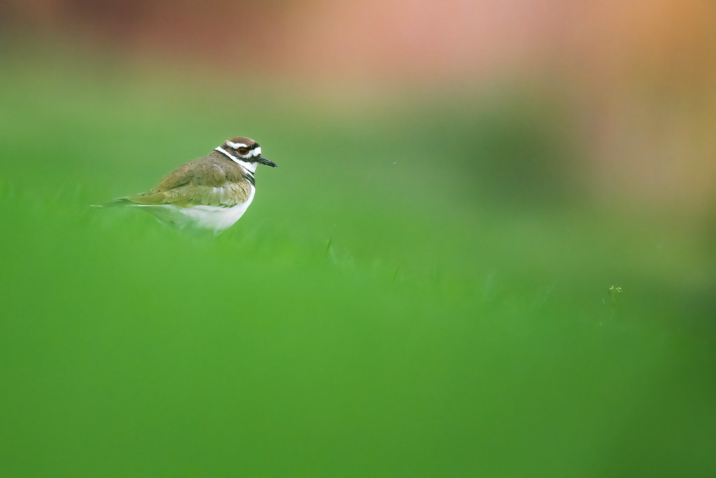 Killdeer Indiana Jason Jablonski Flickr