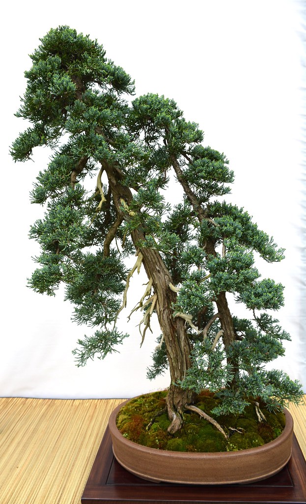 Blue Rug Juniper, Bonsai Show, RBG Centre, Royal Botanical… Flickr