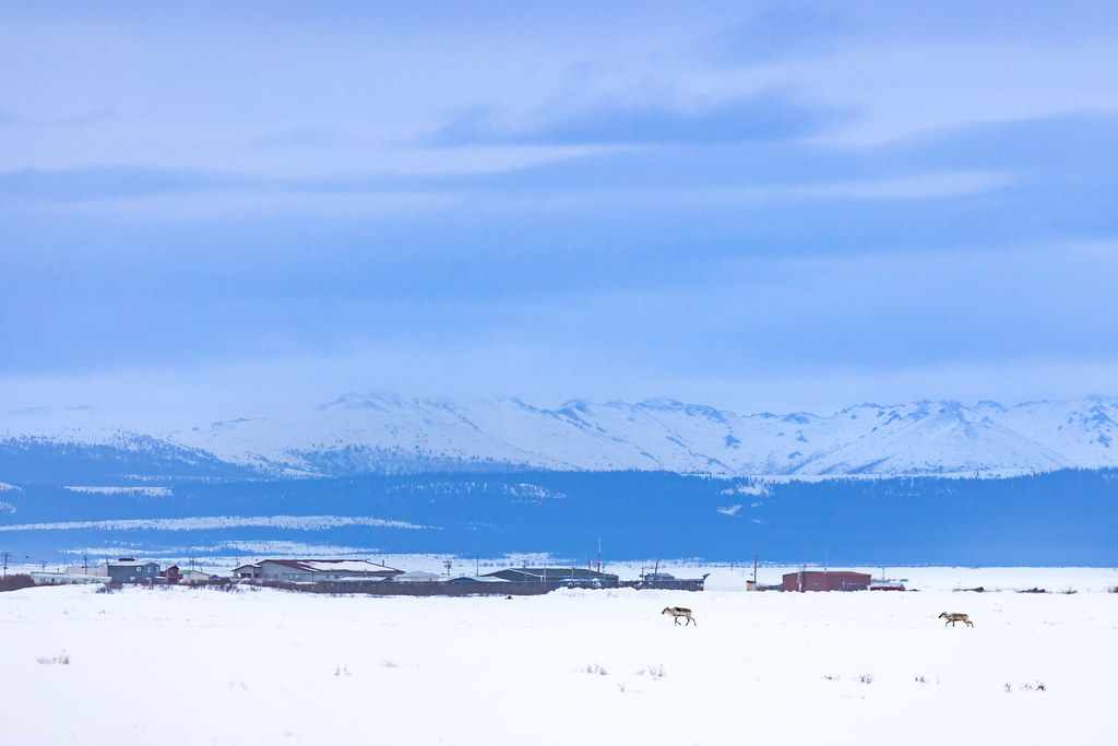 Caribou and Selawik village on a snowy evening Two caribou… Flickr