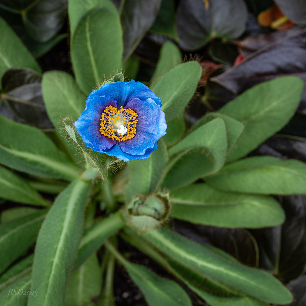 Famous Blue Poppy, again This blue is unusual, and a good … Flickr