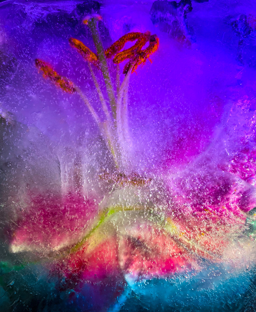 Frozen flowers developed Polly Bowring Flickr