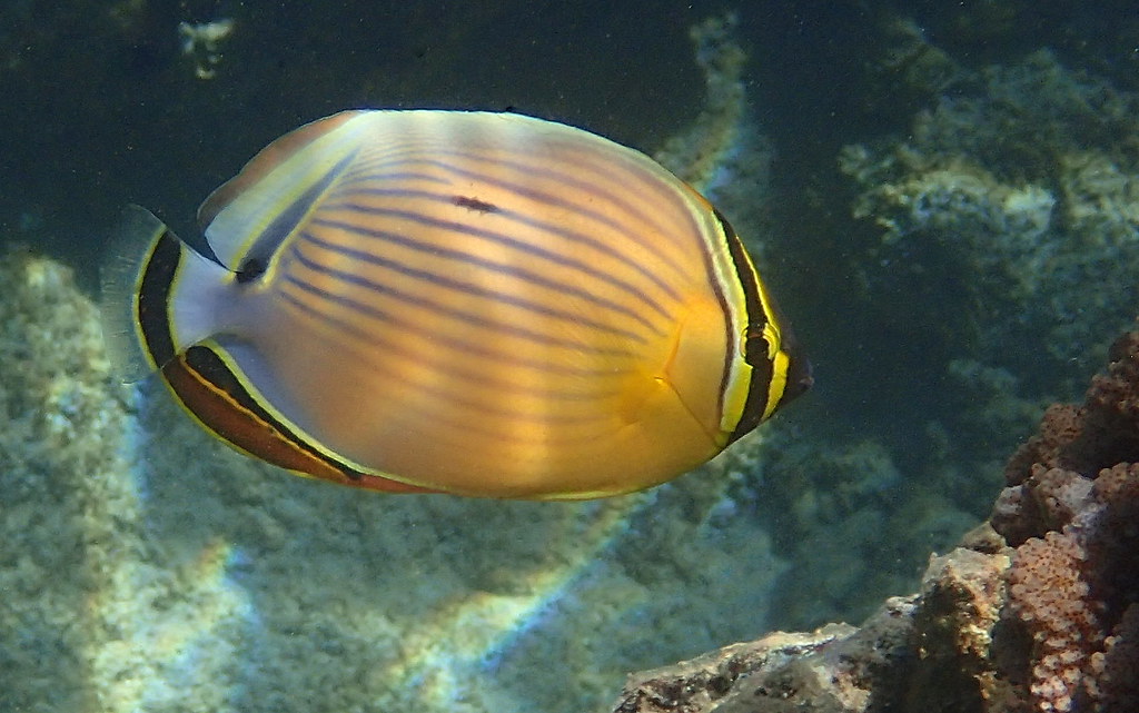 Redfin Butterflyfish (Chaetodon lunulatus) Maui, Hawaii OL… Flickr