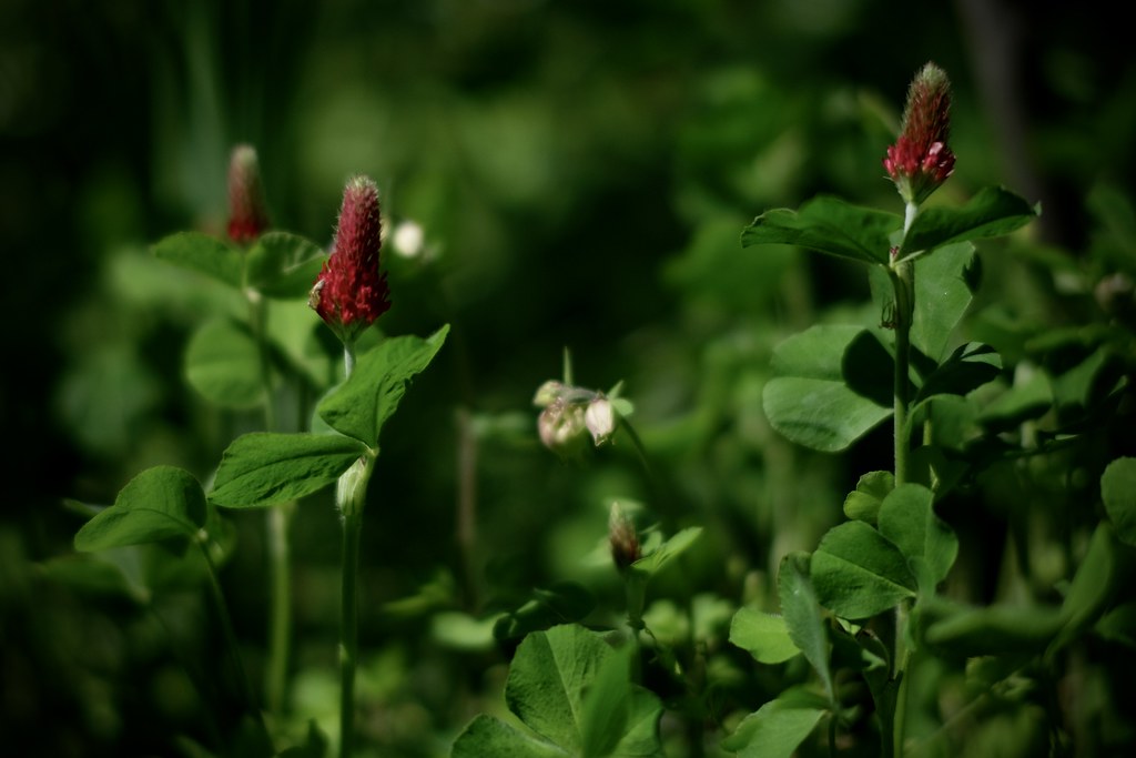Strawberry Candle (Trifolium incarnatum) 1 Fujifilm XE4 +… Flickr