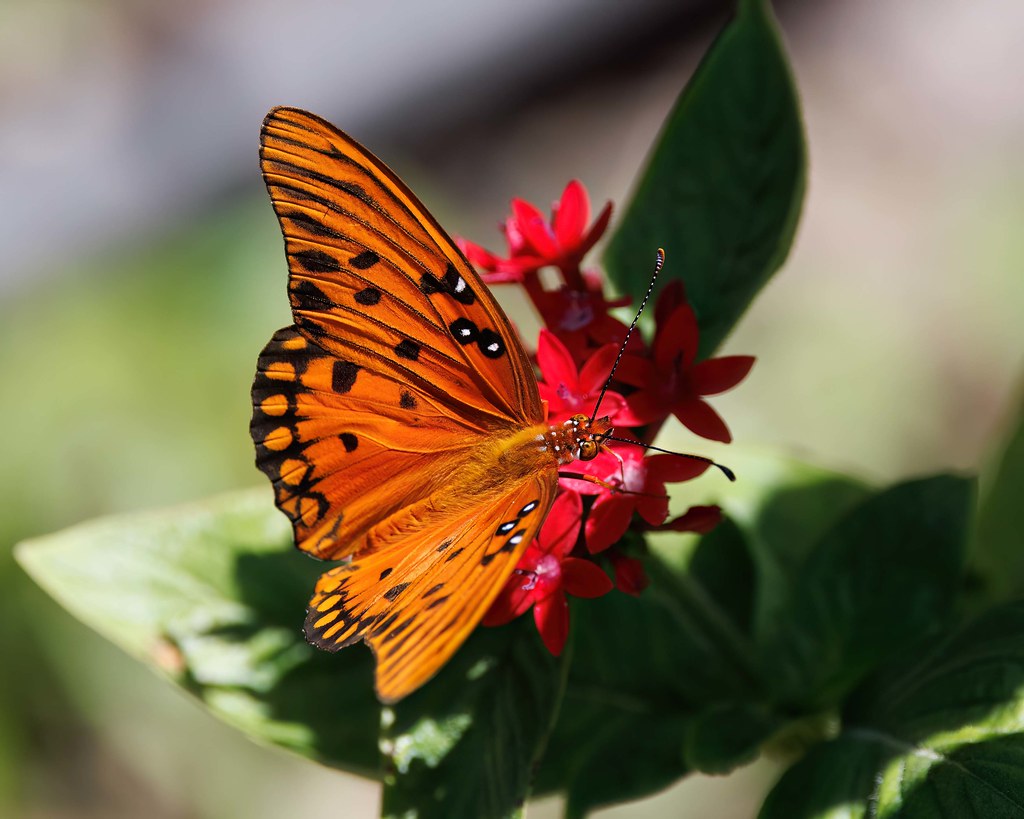 Gulf Fritillary Folly Farms Nature Preserve Safety Harbor,… Flickr