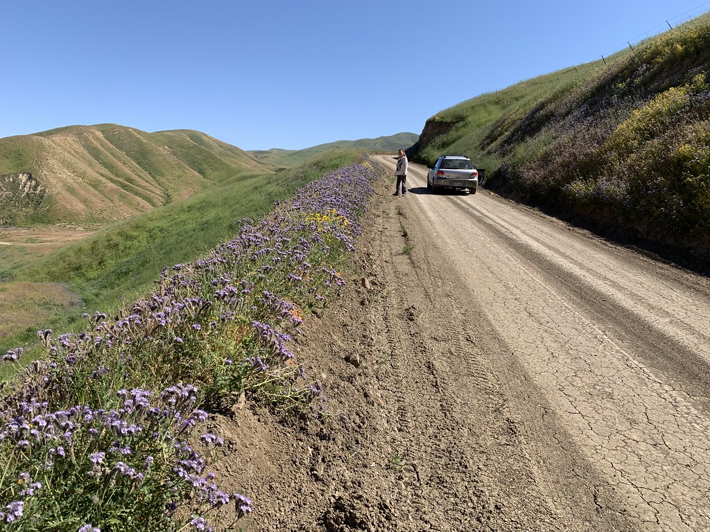 Panoche Tumey Hills Wildflowers 2023 Fred Werner Flickr