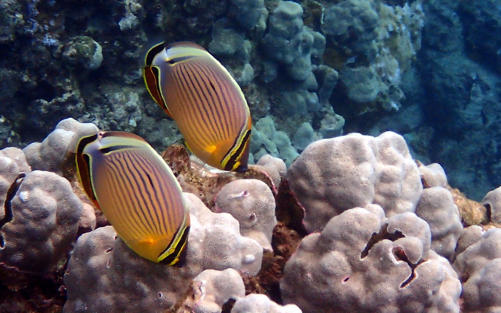 Redfin Butterflyfish (Chaetodon lunulatus) Maui, Hawaii OL… Flickr