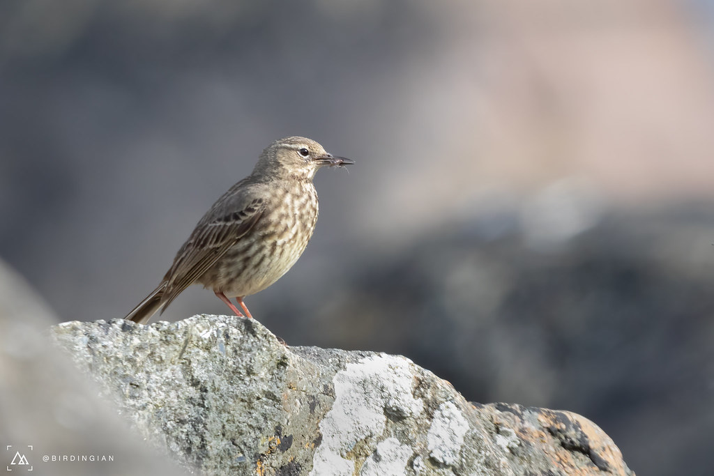 Rock Pipit Rock Pipit taken near Carsaig on Isle of Mull Ian