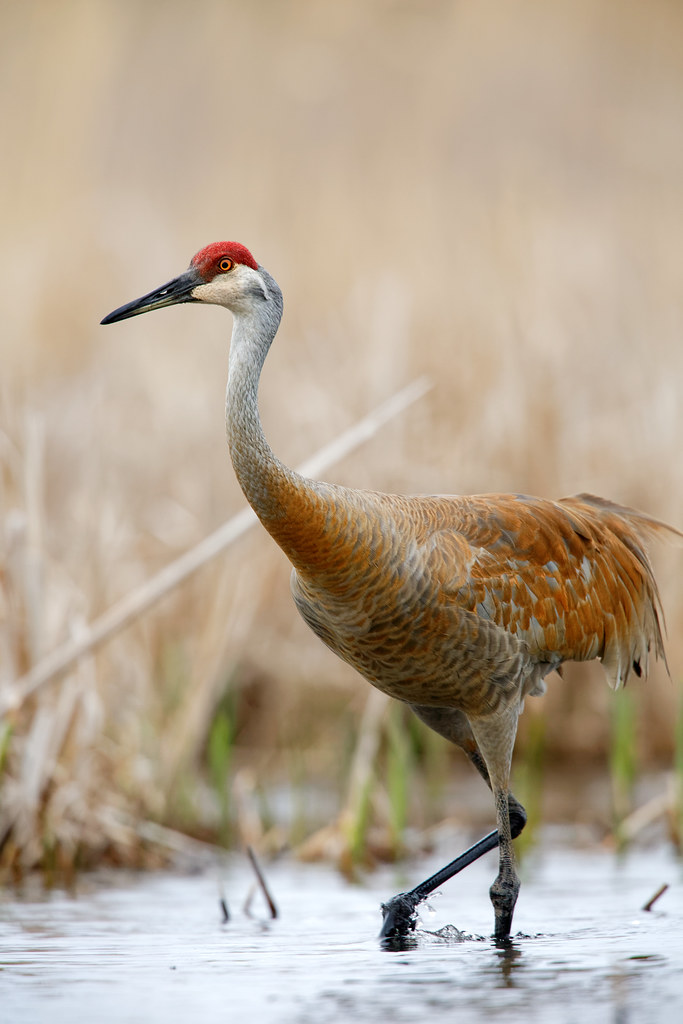 sandhill crane Sandhill Crane, Ken Euers Nature Area, Gree… Flickr