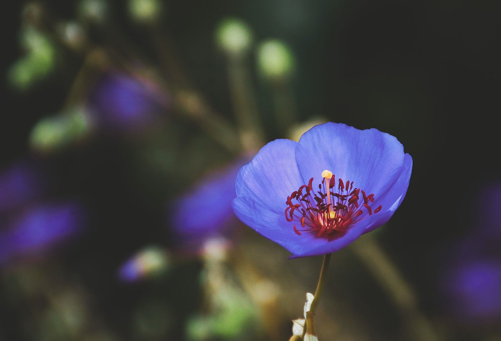Blue Poppy Gifts with Flowers Blue Poppy flower from t… Flickr