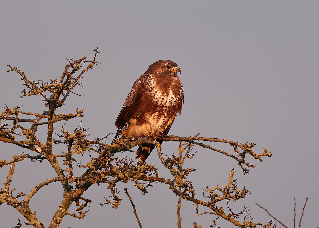 Buzzard Near Westhay Moor National Nature Reserve shortly … Flickr