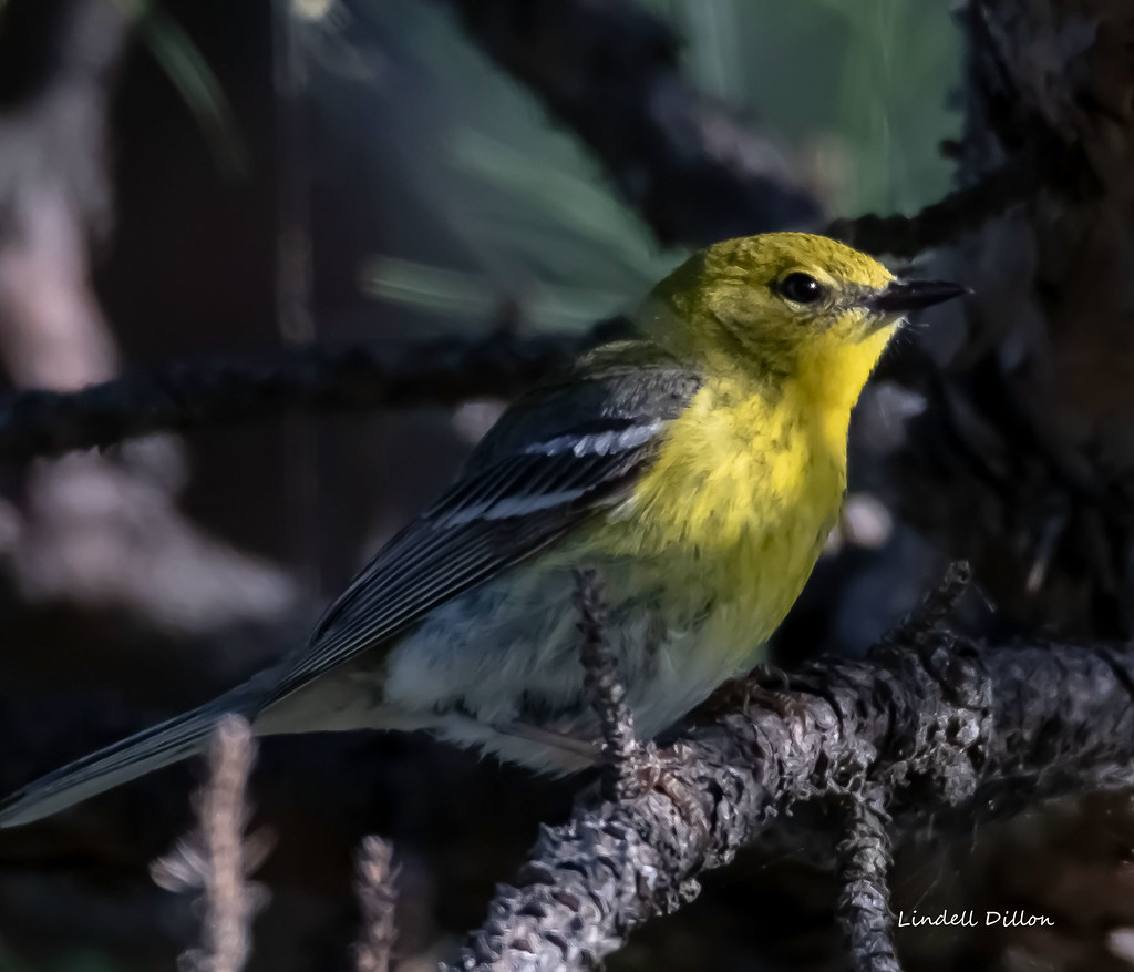 Early morning PIne Warbler Most warblers leave the contine… Flickr