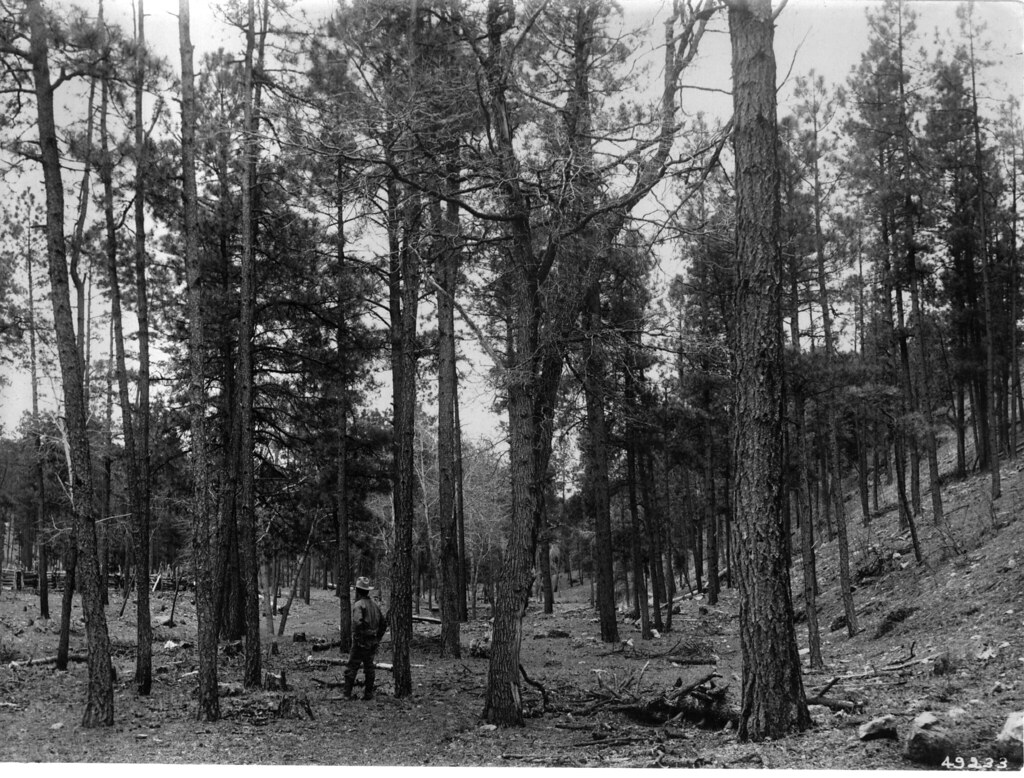 Gila National Forest Historic Photo Collection Young timbe… Flickr