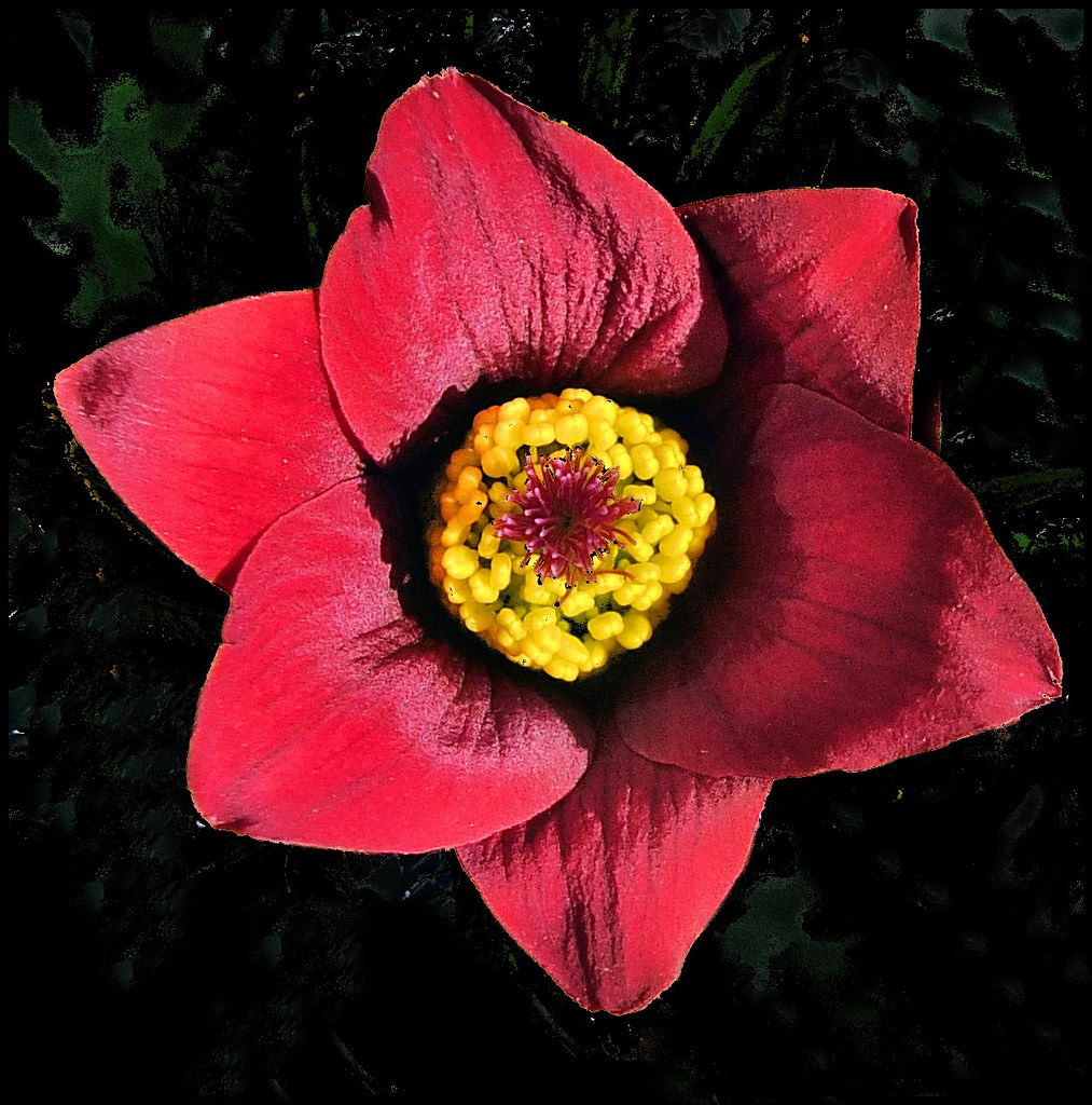 Pasque flower Pasque flower tina negus Flickr