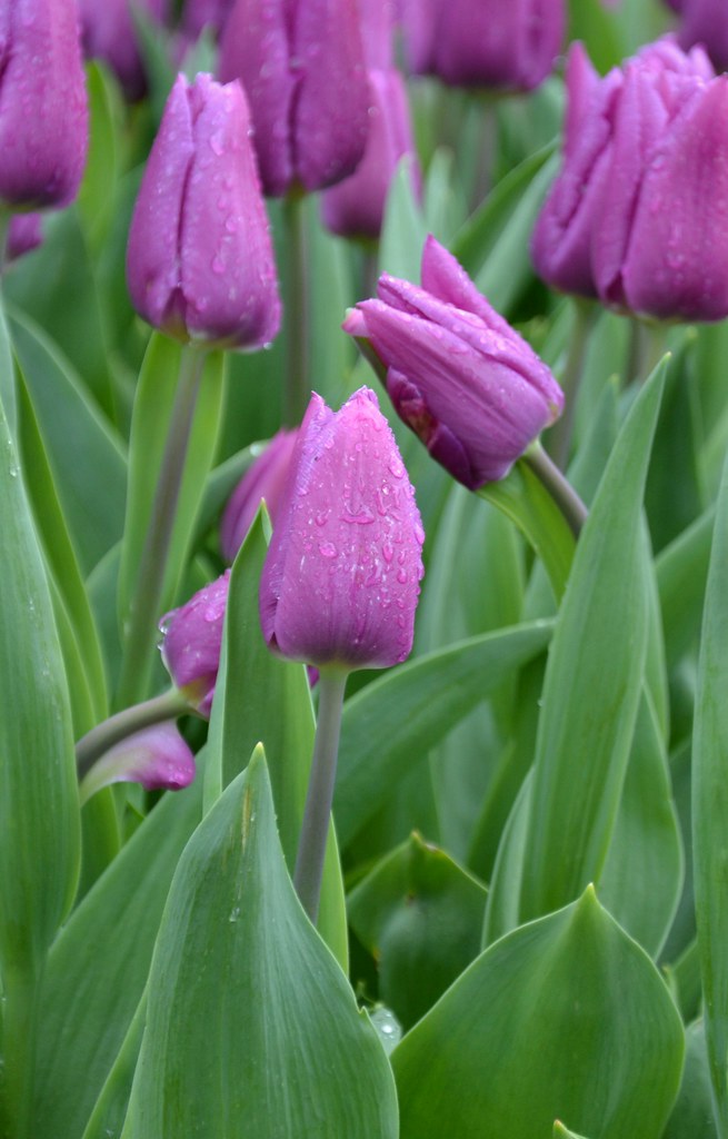 Fête de la Tulipe ELENA TABASSO Flickr