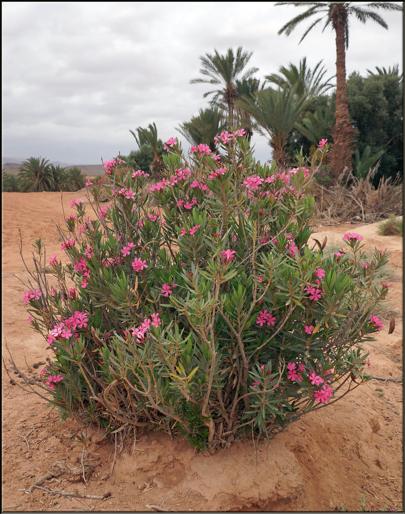 desert beauty Oleander mhobl Flickr