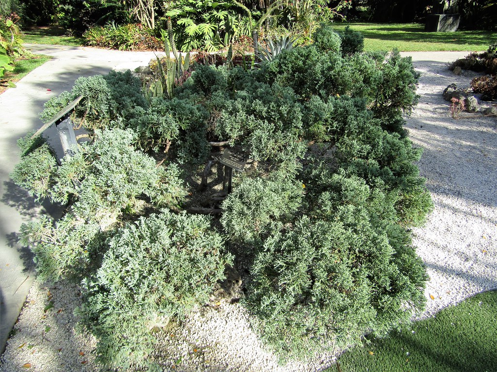 Juniperus chinensis Blue Vase Juniper 5829 Mounts Botan… Flickr