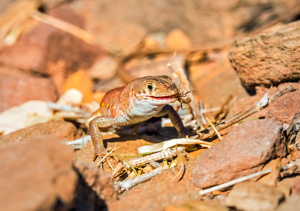 termite eating plain sand lizard (Pedioplanis inornata), o… Flickr