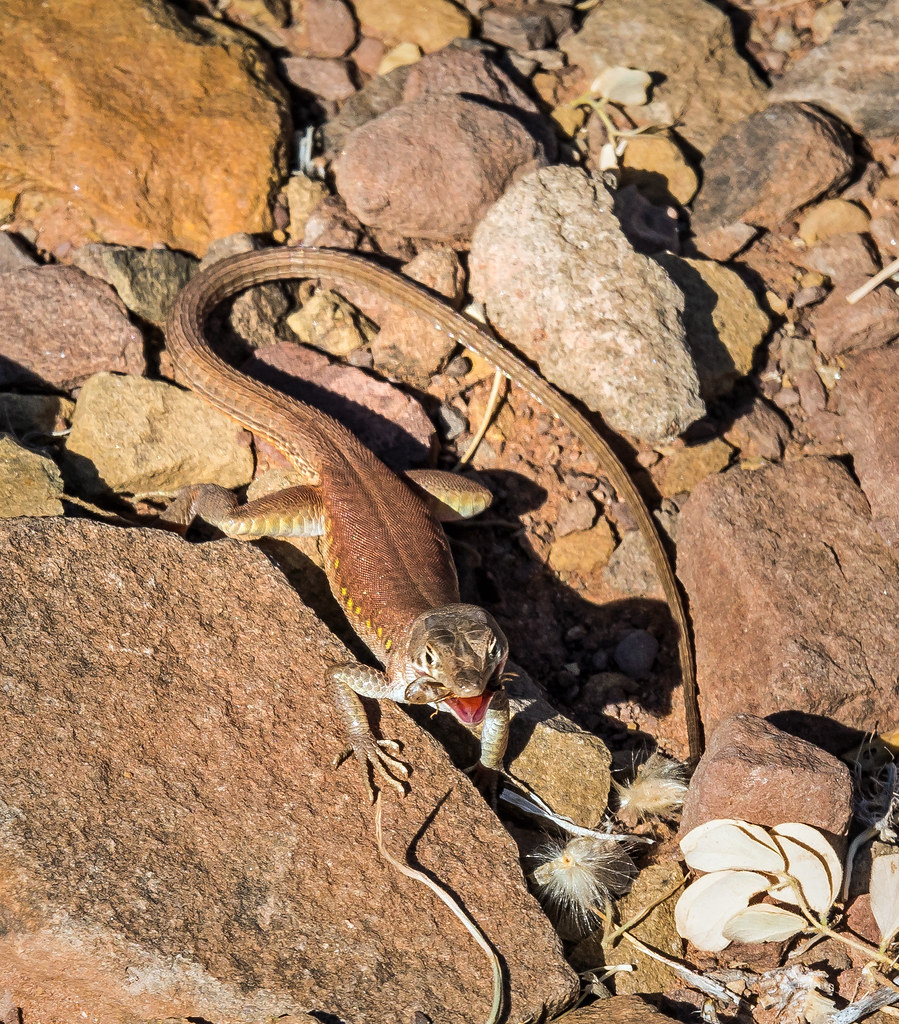 termite eating plain sand lizard (Pedioplanis inornata), o… Flickr