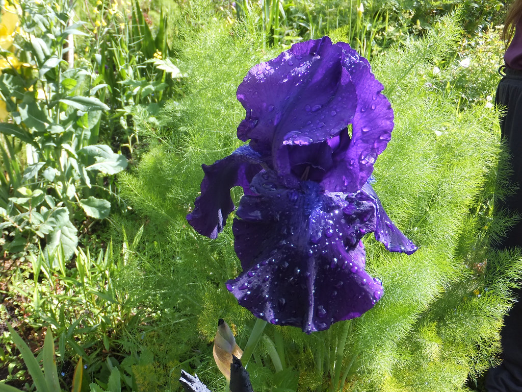 DSCF0871 Iris and Fennel chrisdayphonecoop.coop day Flickr