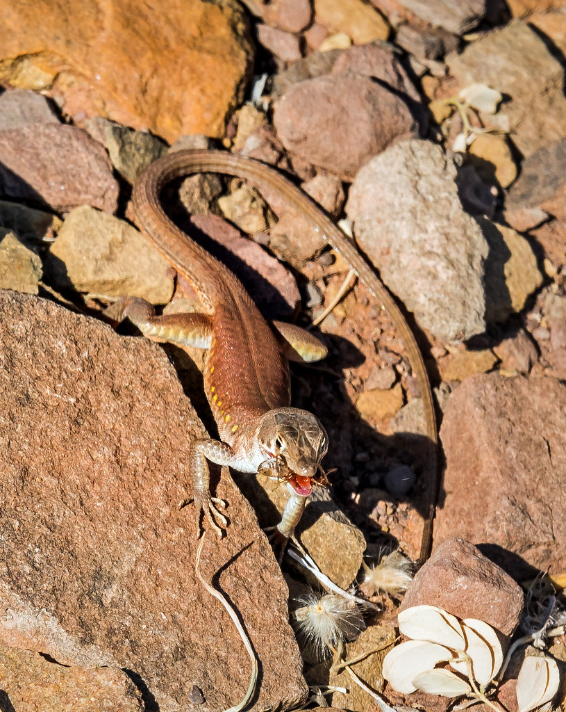 termite eating plain sand lizard (Pedioplanis inornata), o… Flickr